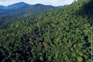 É vedada a supressão de Mata Atlântica para expansão agropecuária, diz TJ-SP